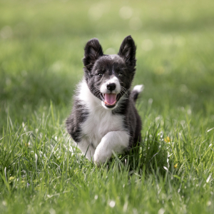 hundefoto_lilli-roggli_9709-kopie