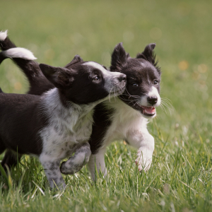hundefotografie_lilli-roggli_9766-kopie
