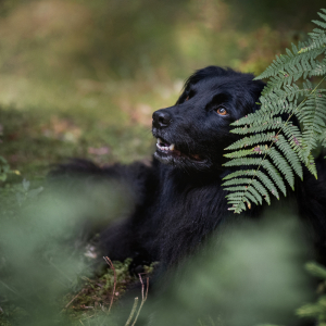 hundefotoshooting-lilli-roggli_9203-kopie