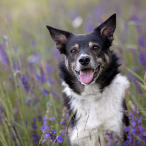 hundefotoshooting_lilli-roggli_2840-kopie