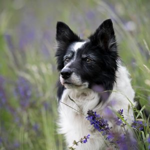 hundefotoshooting_lilli-roggli_2924-kopie