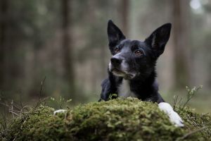 DSC_1881_Kopie_fb_300x100000