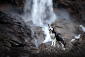 DSC_7022-Bearbeitet_Kopie_300x100000