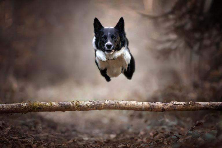 HUndefotografie_lilli-roggli_1186_Kopie_768x100000