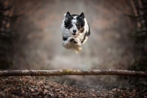 Hundefoto_lilli-roggli_1173_Kopie_300x100000