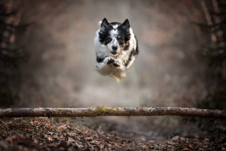 Hundefoto_lilli-roggli_1173_Kopie_768x100000
