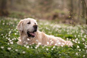 Hundefoto_lilli-roggli_1328_Kopie_web_300x100000