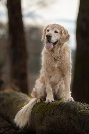 Hundefoto_lilli-roggli_1670_Kopie_web_300x100000