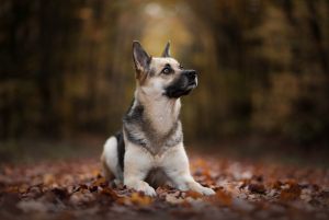 Hundefoto_lilli-roggli_4776_Kopie_2_300x100000
