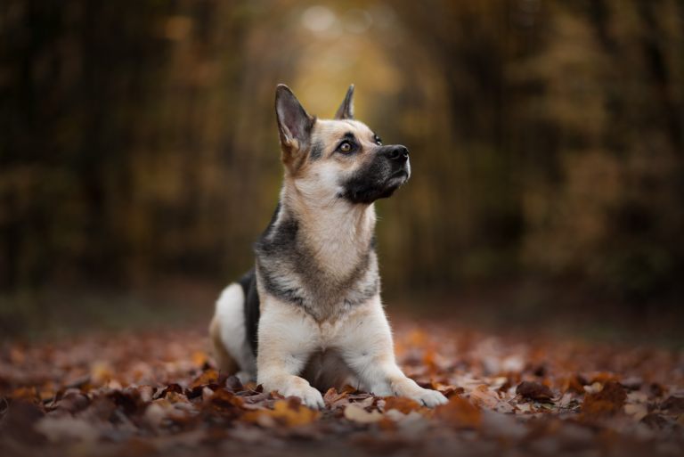 Hundefoto_lilli-roggli_4776_Kopie_2_768x100000