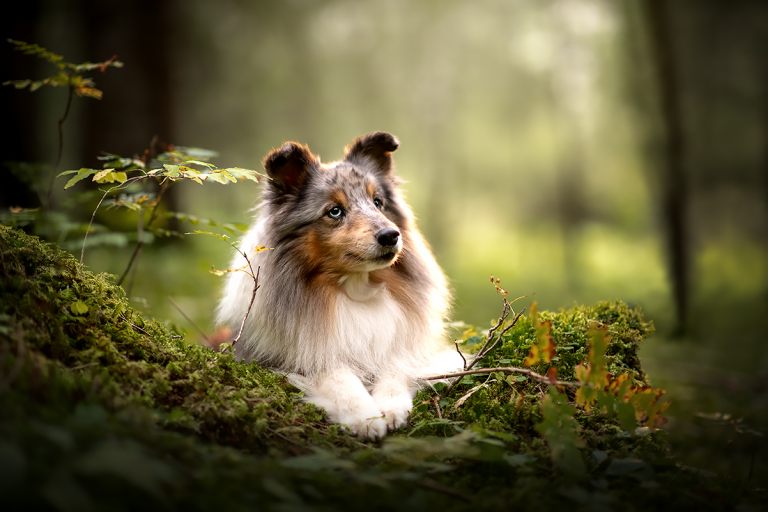 Hundefotos-lilli-roggli_6723_768x100000