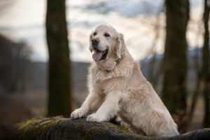 Hundefotoshooting_lilli-roggli1648_Kopie_web_300x100000