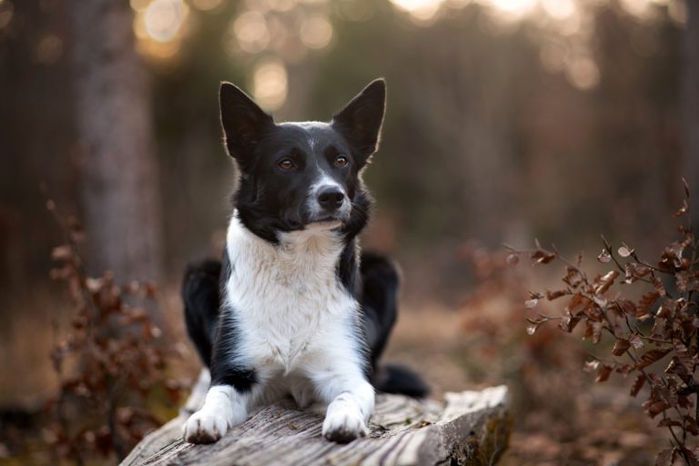 Hundefotoshooting_lilli-roggli_1253_Kopie_web_768x100000