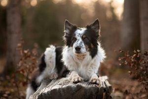 Hundefotoshooting_lilli-roggli_1285-Kopie_300x100000