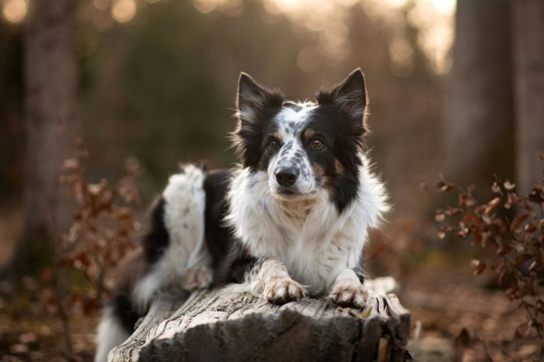 Hundefotoshooting_lilli-roggli_1285-Kopie_768x100000