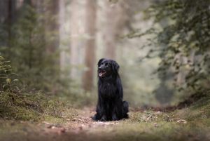 Lilli-Roggli__Hundefotografie_1931-1_web_300x100000