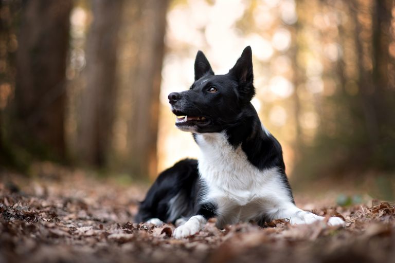 hundefoto_lilli-roggli_1142_Kopie_web_768x100000