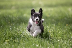 hundefoto_lilli-roggli_9709-Kopie_300x100000