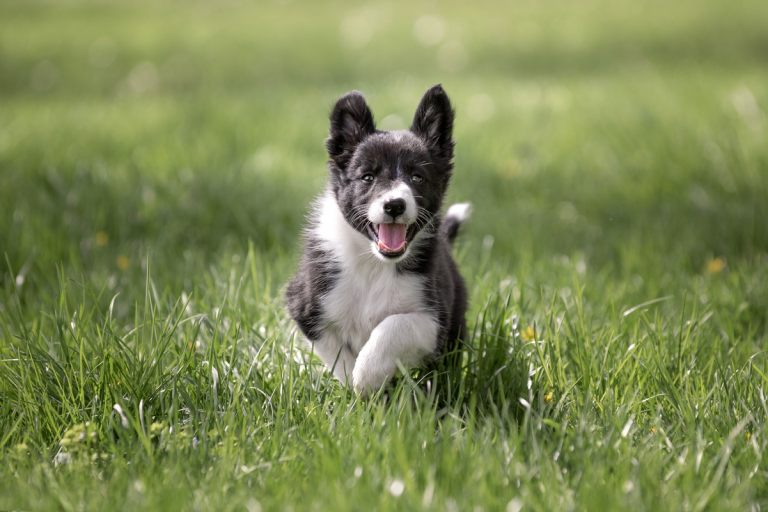hundefoto_lilli-roggli_9709-Kopie_768x100000