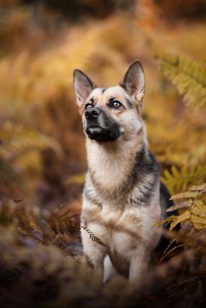 hundefoto_lilli-roogli_4865_Kopie_300x100000