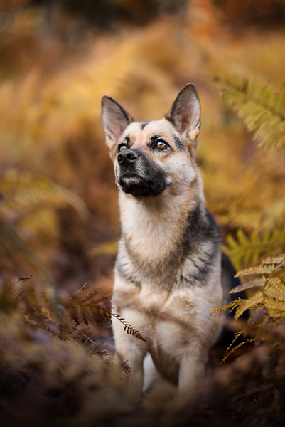 hundefoto_lilli-roogli_4865_Kopie_768x100000