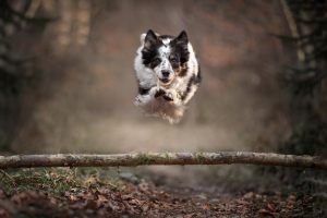 hundefotografie_lilli-roggli_1173_fb_Kopie_300x100000