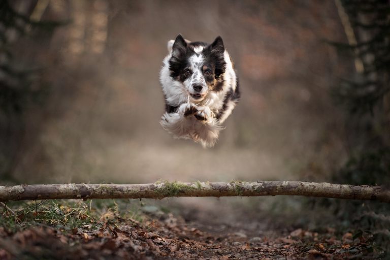 hundefotografie_lilli-roggli_1173_fb_Kopie_768x100000