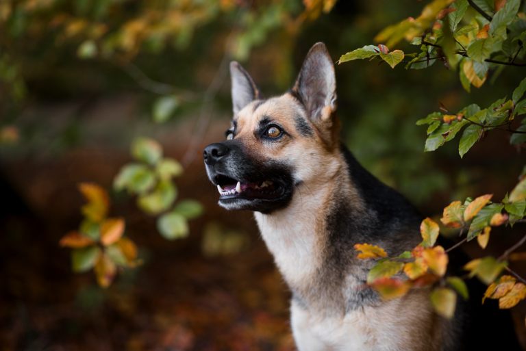 hundefotografie_lilli-roggli_4948_Kopie_768x100000