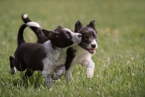 hundefotografie_lilli-roggli_9766_Kopie_300x100000