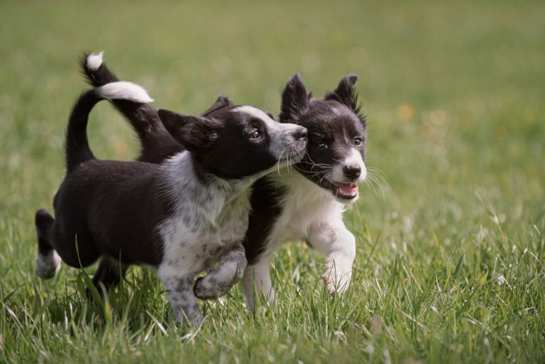 hundefotografie_lilli-roggli_9766_Kopie_768x100000