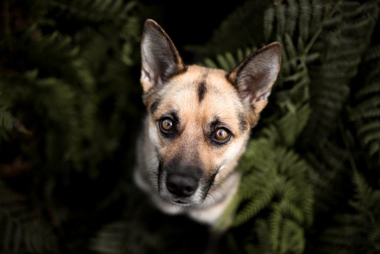 hundefotografin_lilli-roggli_4811_Kopie_768x100000