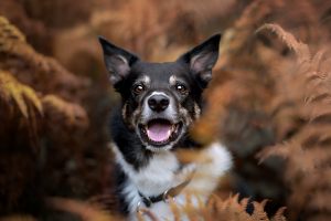hundefotos_lilli-roggli_0034-FB_300x100000