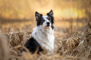 hundefotoshooting_lilli-roggli1203_Kopie_web_300x100000