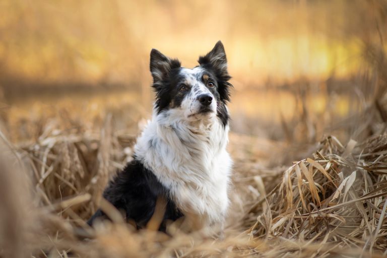 hundefotoshooting_lilli-roggli1203_Kopie_web_768x100000