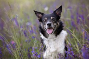 hundefotoshooting_lilli-roggli_2840-kopie_300x100000