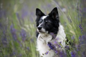 hundefotoshooting_lilli-roggli_2924-kopie_300x100000