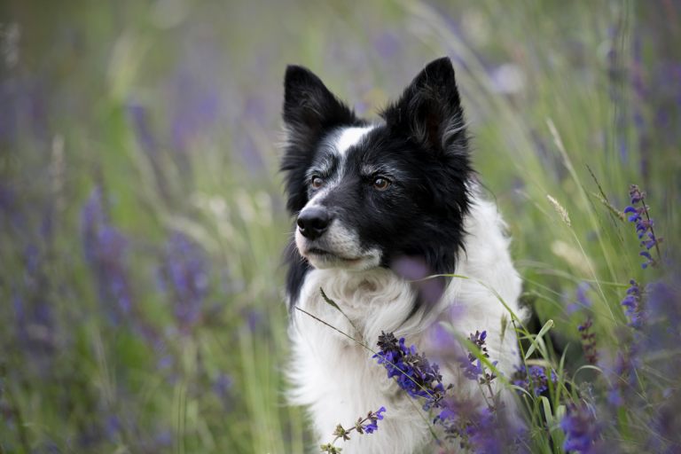 hundefotoshooting_lilli-roggli_2924-kopie_768x100000