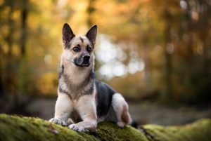 hundefotoshooting_lilli-roggli_4920_Kopie_300x100000
