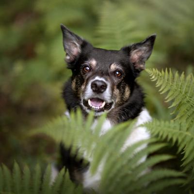 Hundefotografie Lilliroggli 1073