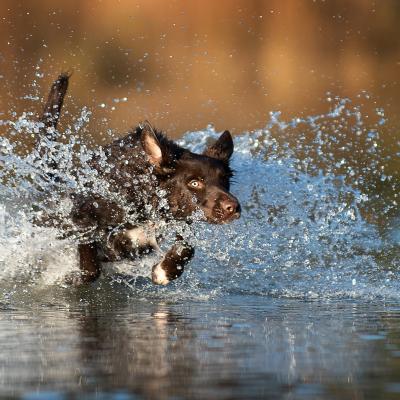 Lilliroggli 9795 WeLilli roggli Hund im Wasser